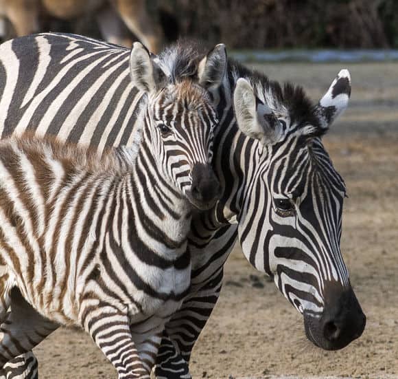 csm_Boehm-Zebra_Bella_und_Nachwuchs_Kasema_Zoo_Berlin__5__38f37ec3bb